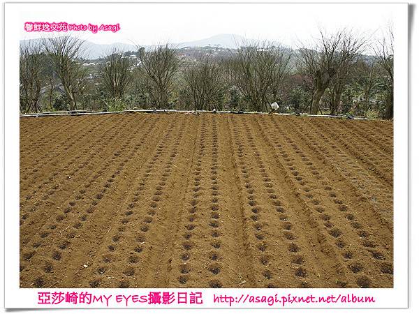 平菁街42巷豪宅牆外滿溢的櫻花|亞莎崎2013北台灣追花記事本