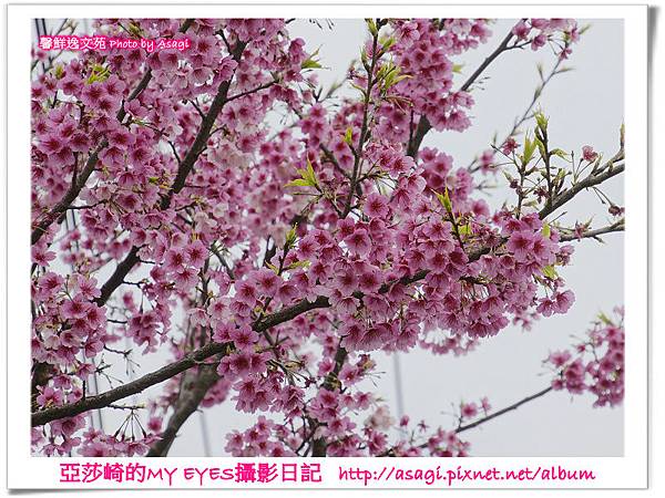 平菁街42巷豪宅牆外滿溢的櫻花|亞莎崎2013北台灣追花記事本