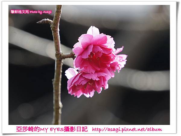 平菁街42巷豪宅牆外滿溢的櫻花|亞莎崎2013北台灣追花記事本