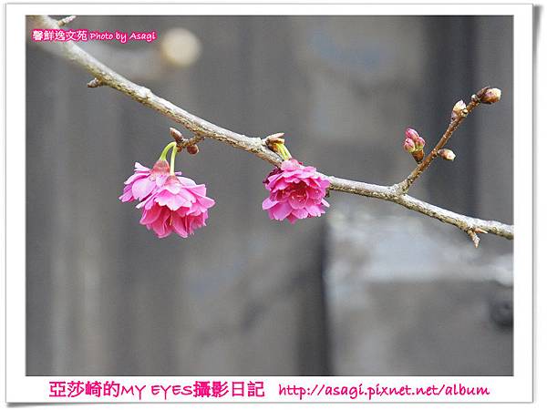 平菁街42巷豪宅牆外滿溢的櫻花|亞莎崎2013北台灣追花記事本