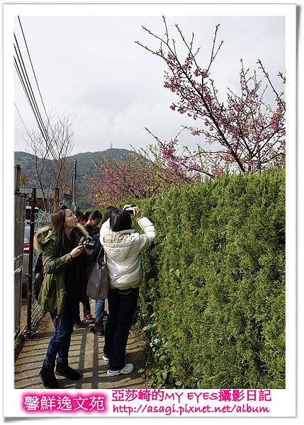 平菁街42巷豪宅牆外滿溢的櫻花|亞莎崎2013北台灣追花記事本