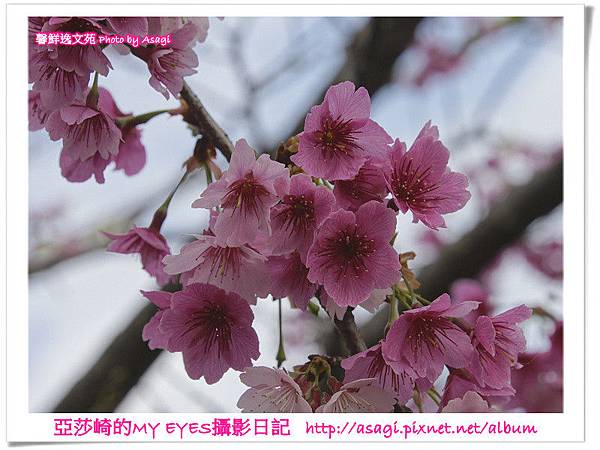 平菁街42巷豪宅牆外滿溢的櫻花|亞莎崎2013北台灣追花記事本