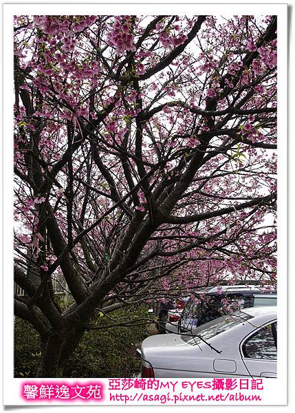 平菁街42巷豪宅牆外滿溢的櫻花|亞莎崎2013北台灣追花記事本