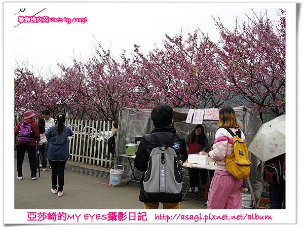 平菁街42巷豪宅牆外滿溢的櫻花|亞莎崎2013北台灣追花記事本