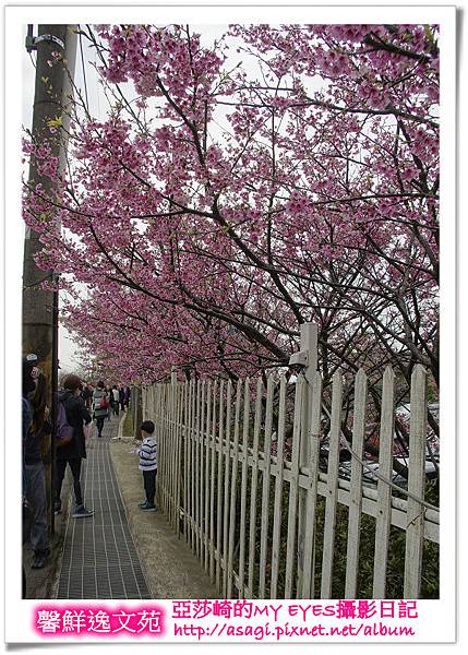 平菁街42巷豪宅牆外滿溢的櫻花|亞莎崎2013北台灣追花記事本