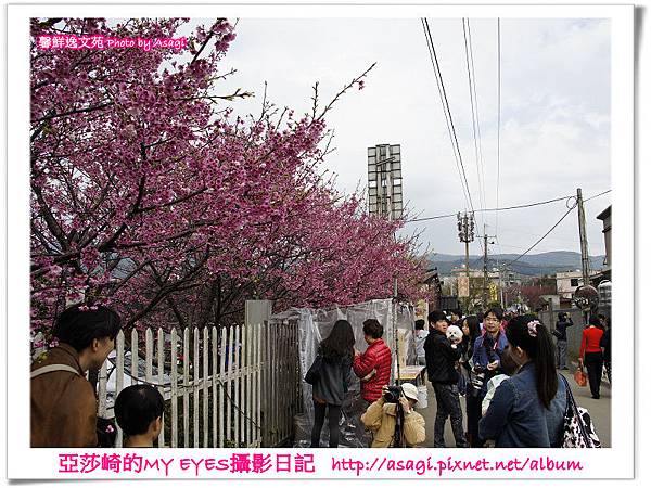 平菁街42巷豪宅牆外滿溢的櫻花|亞莎崎2013北台灣追花記事本