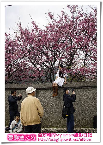 平菁街42巷豪宅牆外滿溢的櫻花|亞莎崎2013北台灣追花記事本