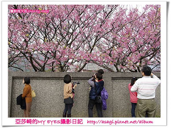 平菁街42巷豪宅牆外滿溢的櫻花|亞莎崎2013北台灣追花記事本