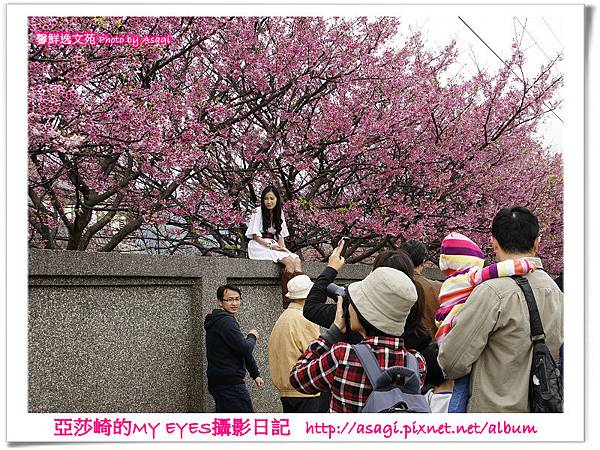 平菁街42巷豪宅牆外滿溢的櫻花|亞莎崎2013北台灣追花記事本