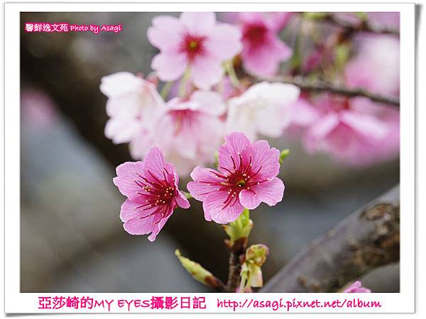 平菁街42巷豪宅牆外滿溢的櫻花|亞莎崎2013北台灣追花記事本