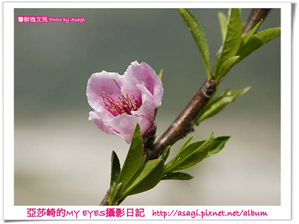 新社美林桃花開滿樹|亞莎崎2013中台灣追花記事簿