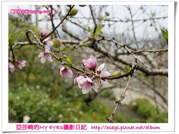 新社美林桃花開滿樹|亞莎崎2013中台灣追花記事簿