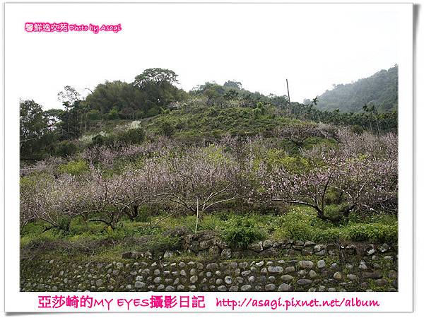 新社美林桃花開滿樹|亞莎崎2013中台灣追花記事簿