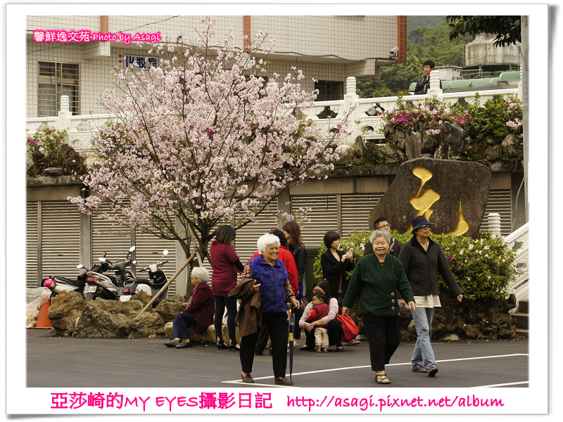 新北市天元宮賞櫻即時花況|亞莎崎的2013年北台灣追花記事簿 新北市天元宮賞櫻即時花況|亞莎崎的2013年北台灣追花記事簿