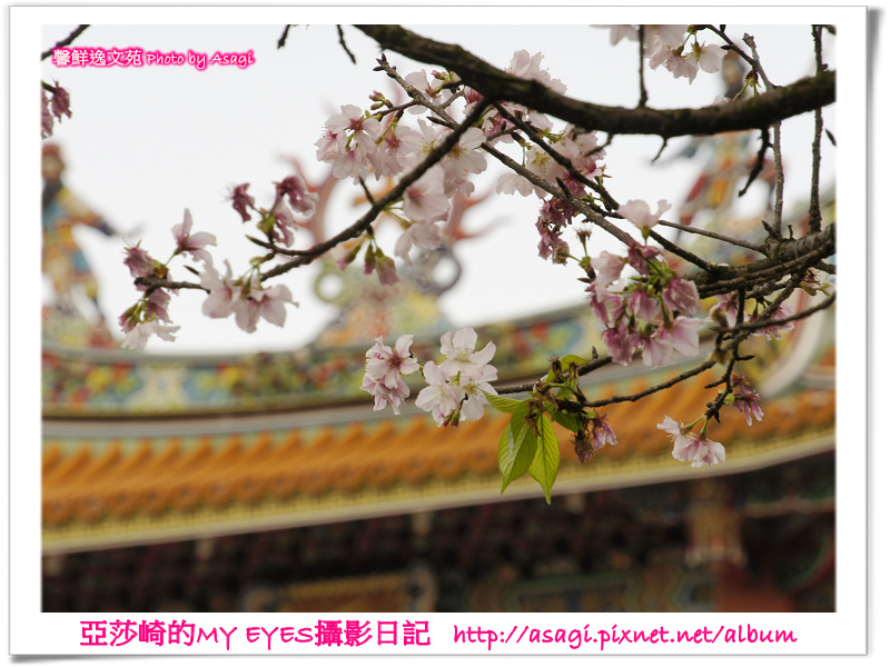 新北市天元宮賞櫻即時花況|亞莎崎的2013年北台灣追花記事簿 新北市天元宮賞櫻即時花況|亞莎崎的2013年北台灣追花記事簿