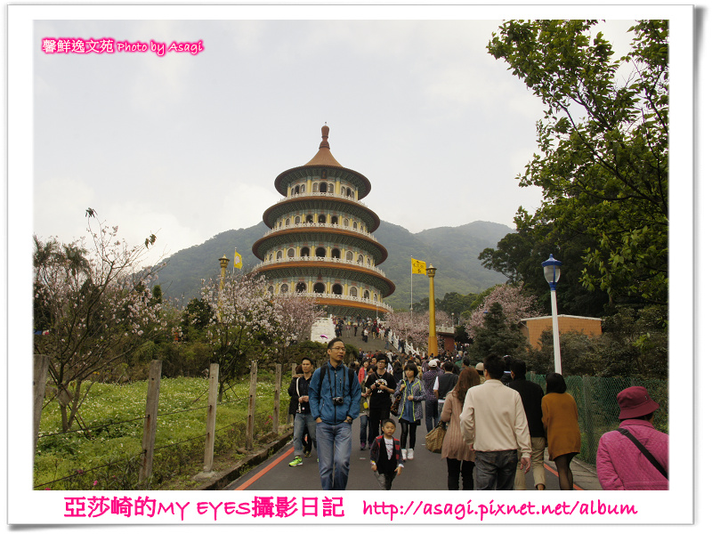 新北市天元宮賞櫻即時花況|亞莎崎的2013年北台灣追花記事簿 新北市天元宮賞櫻即時花況|亞莎崎的2013年北台灣追花記事簿