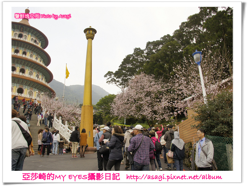 新北市天元宮賞櫻即時花況|亞莎崎的2013年北台灣追花記事簿 新北市天元宮賞櫻即時花況|亞莎崎的2013年北台灣追花記事簿