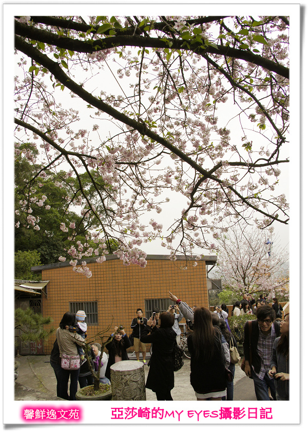 新北市天元宮賞櫻即時花況|亞莎崎的2013年北台灣追花記事簿 新北市天元宮賞櫻即時花況|亞莎崎的2013年北台灣追花記事簿