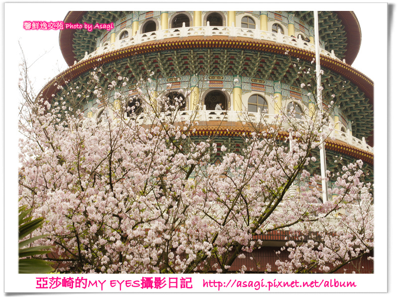 新北市天元宮賞櫻即時花況|亞莎崎的2013年北台灣追花記事簿 新北市天元宮賞櫻即時花況|亞莎崎的2013年北台灣追花記事簿
