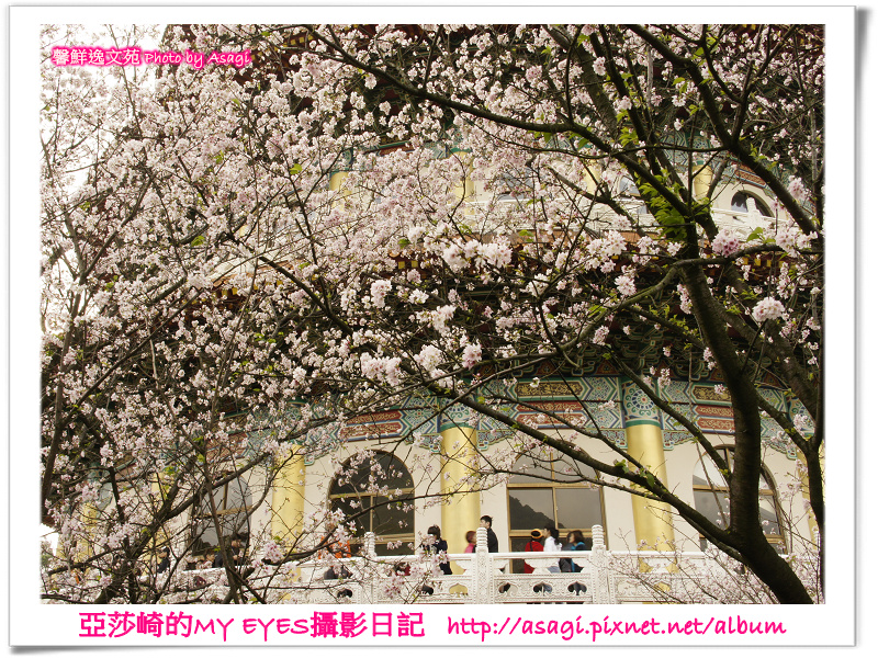 新北市天元宮賞櫻即時花況|亞莎崎的2013年北台灣追花記事簿 新北市天元宮賞櫻即時花況|亞莎崎的2013年北台灣追花記事簿
