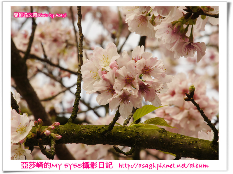 新北市天元宮賞櫻即時花況|亞莎崎的2013年北台灣追花記事簿 新北市天元宮賞櫻即時花況|亞莎崎的2013年北台灣追花記事簿