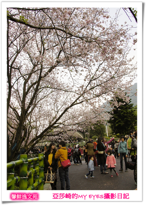 新北市天元宮賞櫻即時花況|亞莎崎的2013年北台灣追花記事簿 新北市天元宮賞櫻即時花況|亞莎崎的2013年北台灣追花記事簿