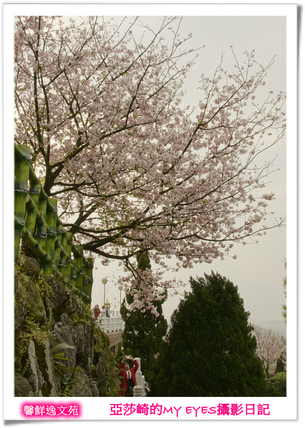 新北市天元宮賞櫻即時花況|亞莎崎的2013年北台灣追花記事簿 新北市天元宮賞櫻即時花況|亞莎崎的2013年北台灣追花記事簿