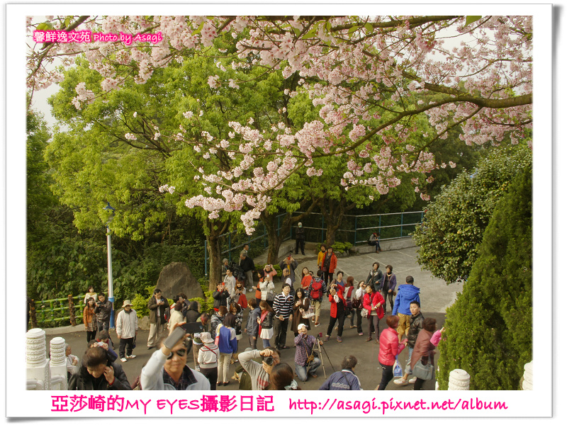 新北市天元宮賞櫻即時花況|亞莎崎的2013年北台灣追花記事簿 新北市天元宮賞櫻即時花況|亞莎崎的2013年北台灣追花記事簿