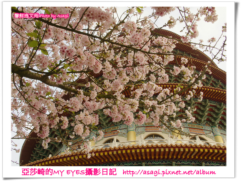 新北市天元宮賞櫻即時花況|亞莎崎的2013年北台灣追花記事簿 新北市天元宮賞櫻即時花況|亞莎崎的2013年北台灣追花記事簿