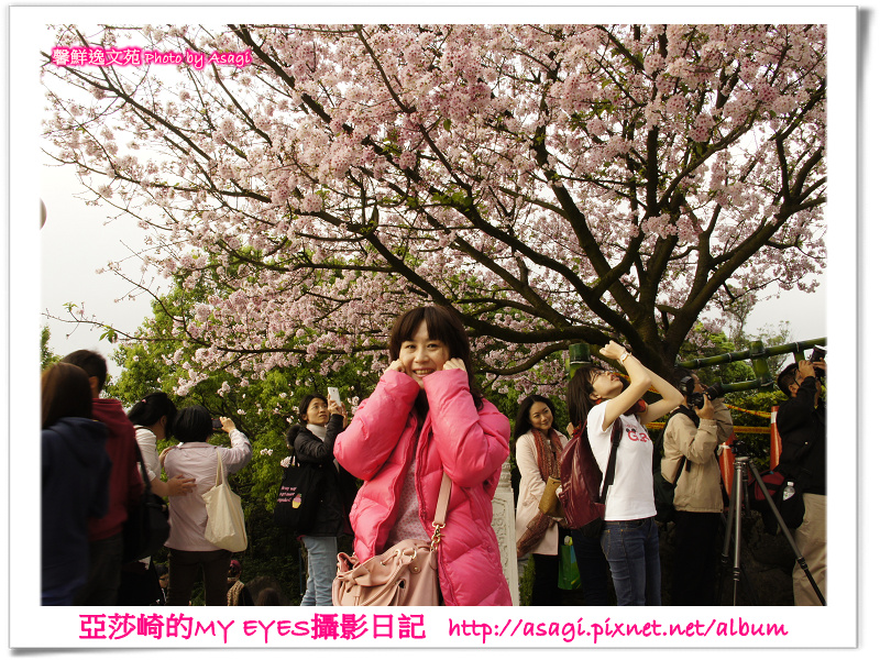 新北市天元宮賞櫻即時花況|亞莎崎的2013年北台灣追花記事簿 新北市天元宮賞櫻即時花況|亞莎崎的2013年北台灣追花記事簿