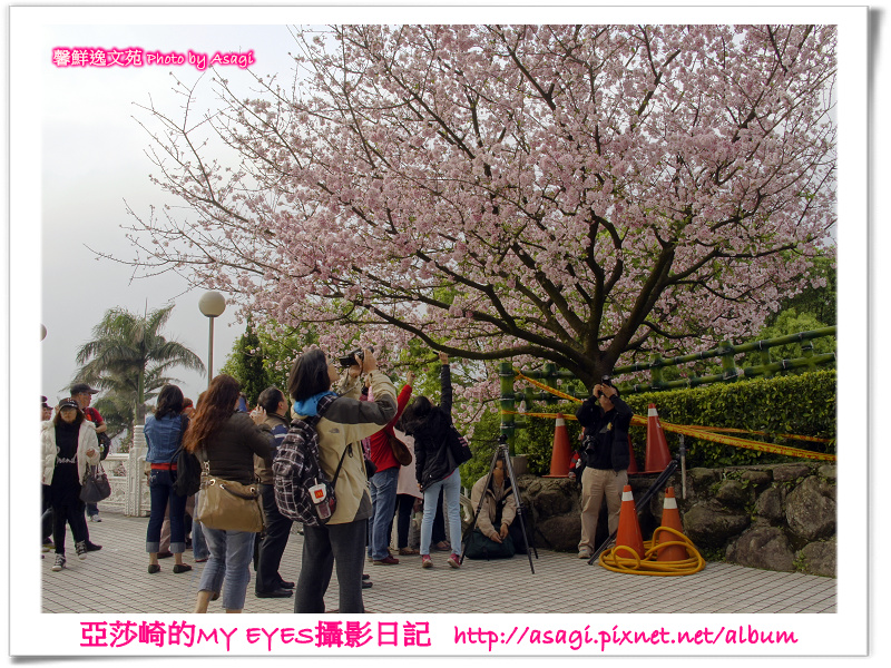 新北市天元宮賞櫻即時花況|亞莎崎的2013年北台灣追花記事簿 新北市天元宮賞櫻即時花況|亞莎崎的2013年北台灣追花記事簿