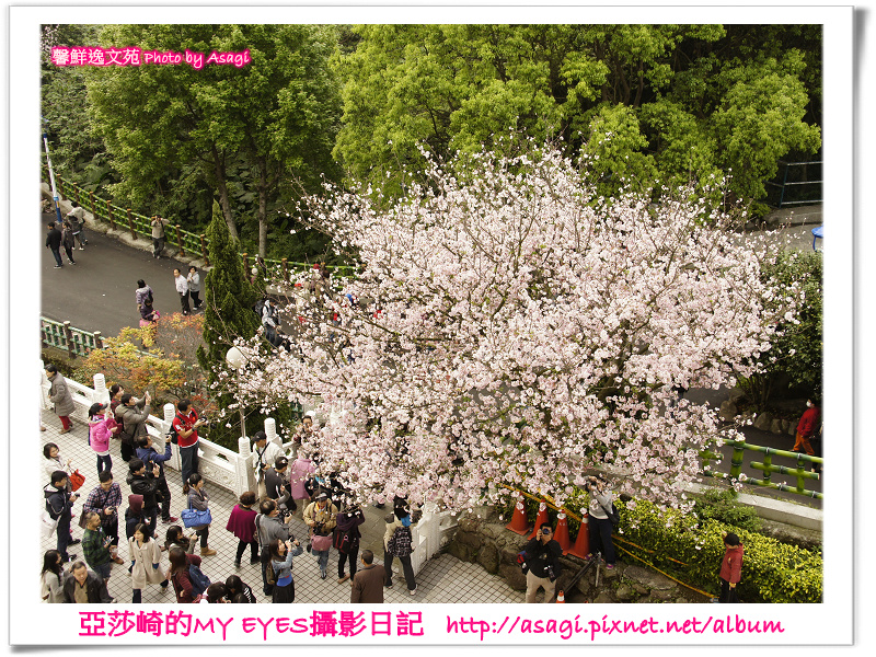 新北市天元宮賞櫻即時花況|亞莎崎的2013年北台灣追花記事簿 新北市天元宮賞櫻即時花況|亞莎崎的2013年北台灣追花記事簿