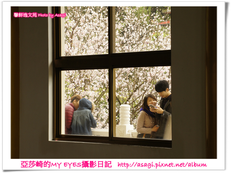 新北市天元宮賞櫻即時花況|亞莎崎的2013年北台灣追花記事簿 新北市天元宮賞櫻即時花況|亞莎崎的2013年北台灣追花記事簿