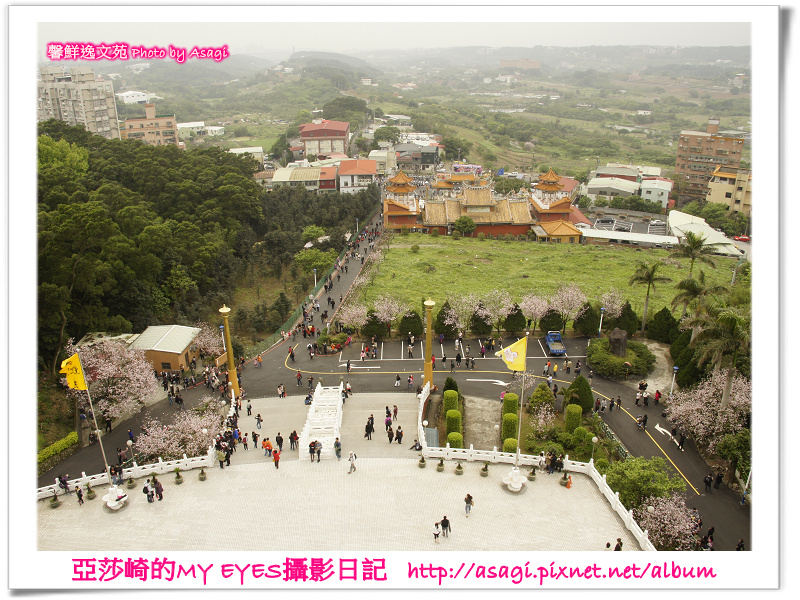 新北市天元宮賞櫻即時花況|亞莎崎的2013年北台灣追花記事簿 新北市天元宮賞櫻即時花況|亞莎崎的2013年北台灣追花記事簿