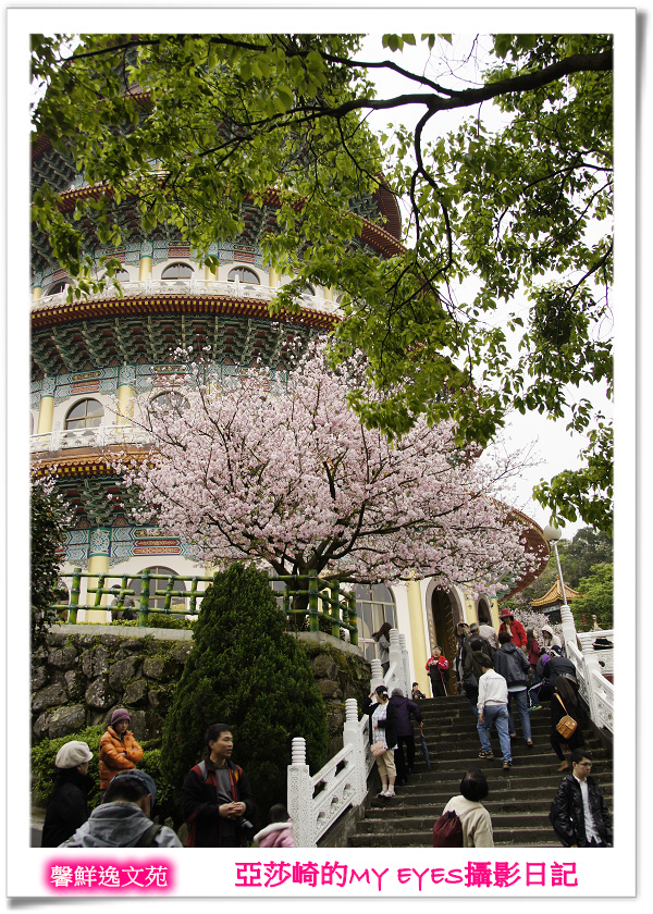 新北市天元宮賞櫻即時花況|亞莎崎的2013年北台灣追花記事簿 新北市天元宮賞櫻即時花況|亞莎崎的2013年北台灣追花記事簿