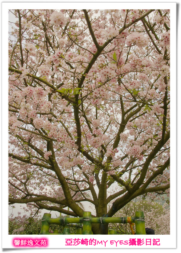 新北市天元宮賞櫻即時花況|亞莎崎的2013年北台灣追花記事簿 新北市天元宮賞櫻即時花況|亞莎崎的2013年北台灣追花記事簿