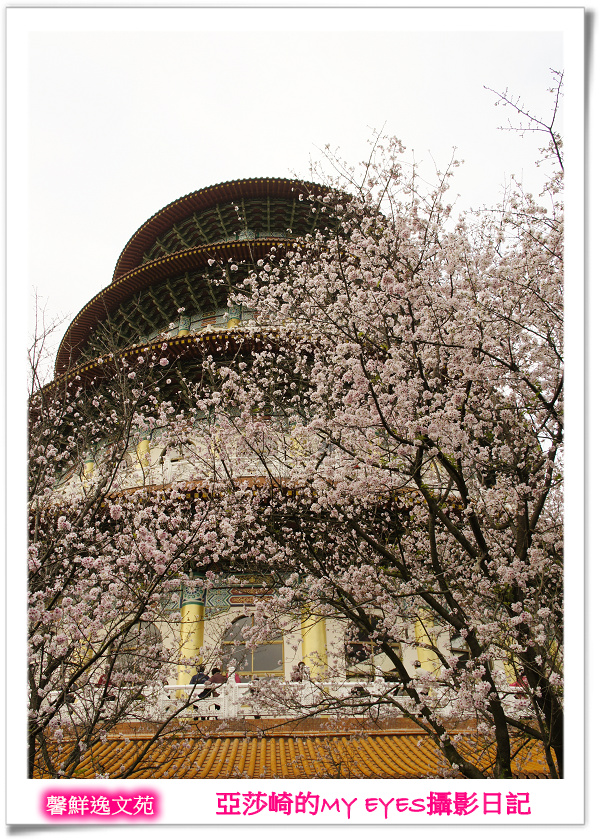 新北市天元宮賞櫻即時花況|亞莎崎的2013年北台灣追花記事簿 新北市天元宮賞櫻即時花況|亞莎崎的2013年北台灣追花記事簿