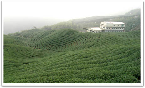 八卦茶園.jpg 八卦茶園.jpg
