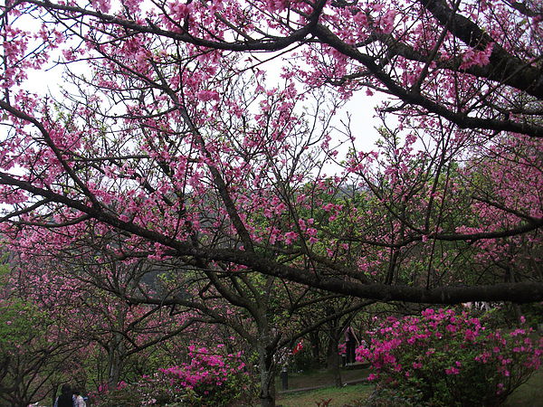 陽明山櫻花1.JPG