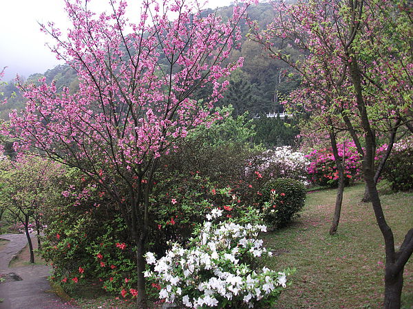 陽明山櫻花2.JPG