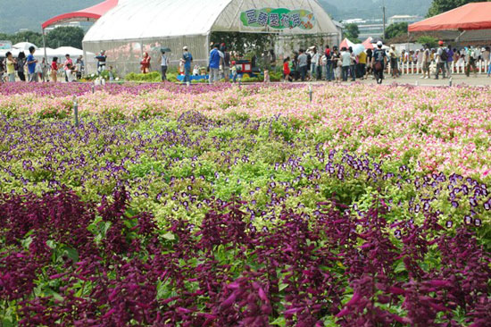 花海2.jpg