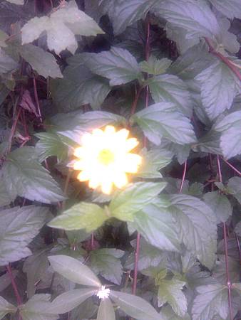 小黃花 小黃花