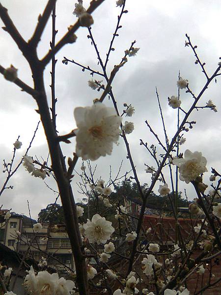 路旁梅花-1 路旁梅花-1