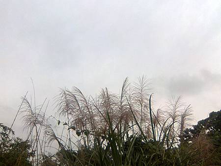 芒20131209 芒20131209