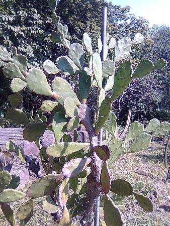 植物園-8仙人掌 植物園-8仙人掌