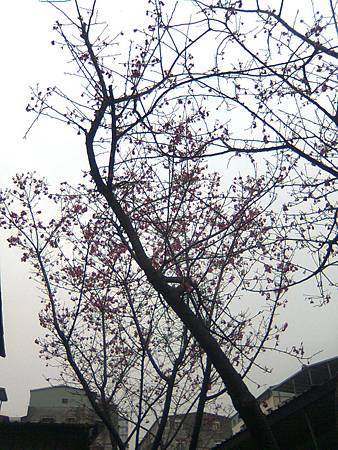 山櫻花 山櫻花