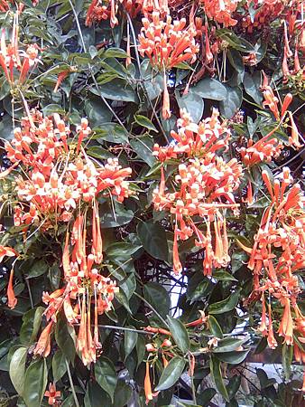 炮仗花 炮仗花