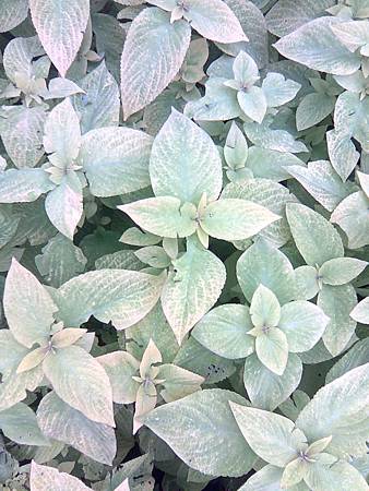 大安花草-6 大安花草-6