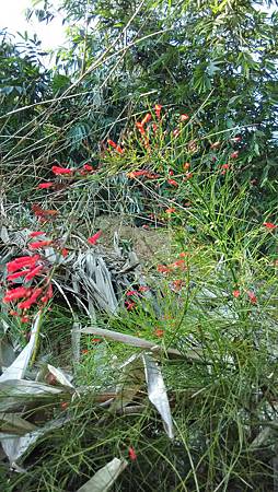 20141121路邊花草-13 20141121路邊花草-13