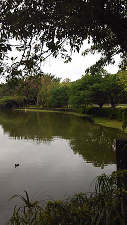 20150206大安森林公園-1 20150206大安森林公園-1